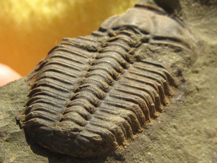 Fosilie trilobita 