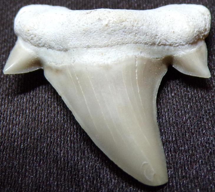 Fosilie žraločí zub