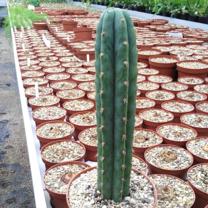 Kaktus San Pedro - Trichocereus pachanoi | Aukro
